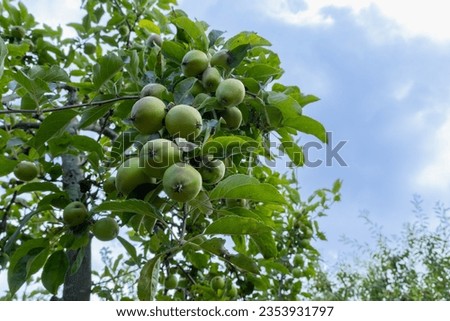 Ripe green apples on a tree branch in the garden. Closeup of green apples on a tree