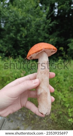 A Hand holding a Mushroom Leccinum Aurantiacum, Orange-Cap Boletus. One Young Mushroom Orange-Hat, Close Up. Forest, mushrooming. Mobile picture
