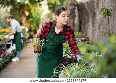 Positive young girl floriculturist engaged in cultivation of potted ornamental plants in greenhouse, checking Chlorophytum comosum with greenish-white striped leaves Royalty-Free Stock Photo #2353944179