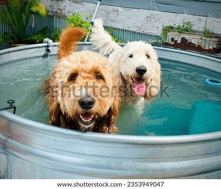 2 Golden Doodles Dogs Swimming in Stock Tank Pool