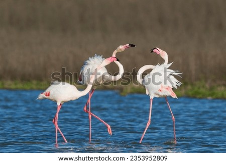 Greater Flamingo (Phoenicopterus roseus), a pair on the left quarrels with a solitary male, at the Laguna de Fuente de Piedra, Malaga province province, Andalusia, Spain Royalty-Free Stock Photo #2353952809