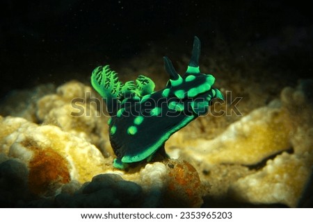 Green nudibranch macro photo Philippines