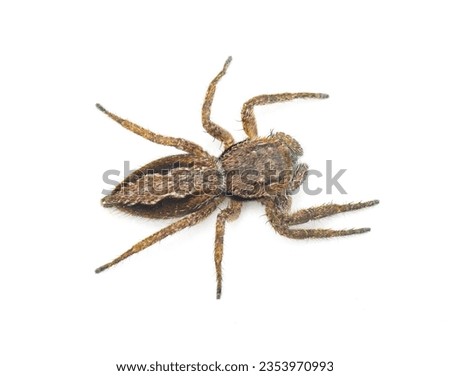 Tan or familiar jumping spider - platycryptus undatus - brown arachnid that hides under tree bark or crevices camouflaged with chevron pattern on abdomen isolated on white background top dorsal view