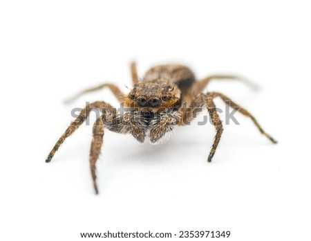 Tan or familiar jumping spider - platycryptus undatus - brown arachnid that hides under tree bark or crevices camouflaged with chevron pattern on abdomen isolated on white background front face view