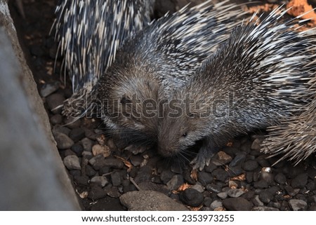Photo of porcupines sleeping and huddled together or hugging each other