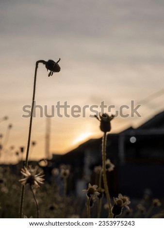 Flower Silhouette in Evening Glow. Silhouetted Flower against Sunset Sky