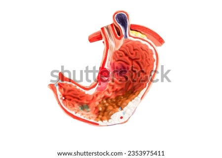 Stomach model isolated on white background with clipping path, anatomy model for study diagnosis and treatment in hospital. Royalty-Free Stock Photo #2353975411