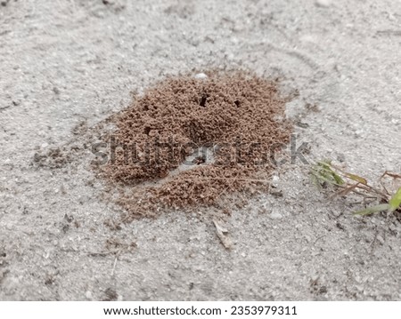 nest of fire ants or red ants in the sand of the yard