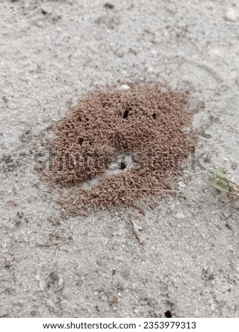 nest of fire ants or red ants in the sand of the yard