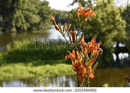 Wisconsin Summer Beauty, Orange Lilies near the Fox River