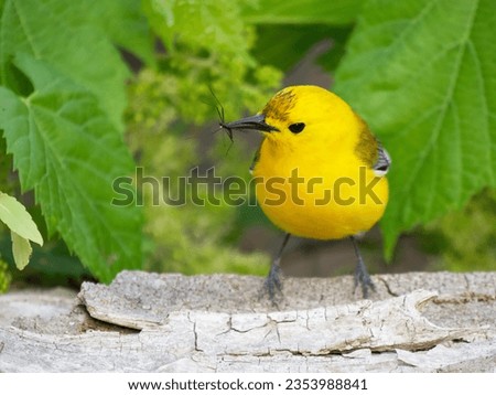A Migrating Warbler Taking a Break in a Tree Royalty-Free Stock Photo #2353988841