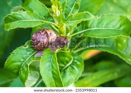 Copse snail gliding on the plant in the garden. Macro, close-up. Copse snail, Arianta arbustorum, is a medium-sized species of land snail. Copse snail is a common pest in agriculture and horticulture. Royalty-Free Stock Photo #2353998011