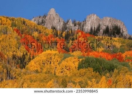 Fall colors  have arrived at Kebler Pass in the Gunnison National Forest, Colorado