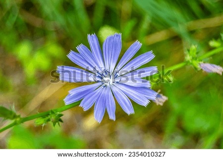 Beauty wild growing flower chicory ordinary on background meadow, photo consisting from wild growing flower chicory ordinary to grass meadow, wild growing flower chicory ordinary at meadow countryside Royalty-Free Stock Photo #2354010327