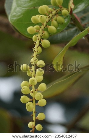 Coccoloba uvifera (seagrape, baygrape, Sea Grape, Jamaican Kino, Platter Leaf). This plant is an ornamental plant and serves as a dune stabilizer and protective habitat for small animal Royalty-Free Stock Photo #2354012437