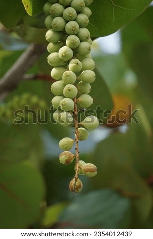 Coccoloba uvifera (seagrape, baygrape, Sea Grape, Jamaican Kino, Platter Leaf). This plant is an ornamental plant and serves as a dune stabilizer and protective habitat for small animal Royalty-Free Stock Photo #2354012439