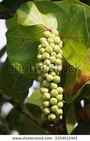 Coccoloba uvifera (seagrape, baygrape, Sea Grape, Jamaican Kino, Platter Leaf). This plant is an ornamental plant and serves as a dune stabilizer and protective habitat for small animal Royalty-Free Stock Photo #2354012441