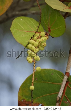 Coccoloba uvifera (seagrape, baygrape, Sea Grape, Jamaican Kino, Platter Leaf). This plant is an ornamental plant and serves as a dune stabilizer and protective habitat for small animal Royalty-Free Stock Photo #2354012443