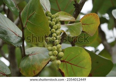 Coccoloba uvifera (seagrape, baygrape, Sea Grape, Jamaican Kino, Platter Leaf). This plant is an ornamental plant and serves as a dune stabilizer and protective habitat for small animal Royalty-Free Stock Photo #2354012449