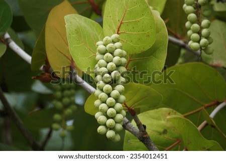 Coccoloba uvifera (seagrape, baygrape, Sea Grape, Jamaican Kino, Platter Leaf). This plant is an ornamental plant and serves as a dune stabilizer and protective habitat for small animal Royalty-Free Stock Photo #2354012451