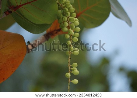Coccoloba uvifera (seagrape, baygrape, Sea Grape, Jamaican Kino, Platter Leaf). This plant is an ornamental plant and serves as a dune stabilizer and protective habitat for small animal Royalty-Free Stock Photo #2354012453