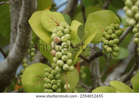 Coccoloba uvifera (seagrape, baygrape, Sea Grape, Jamaican Kino, Platter Leaf). This plant is an ornamental plant and serves as a dune stabilizer and protective habitat for small animal Royalty-Free Stock Photo #2354012655
