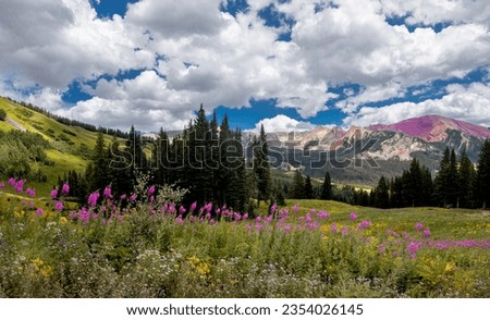 Wildflowers are in full bloom in a meadow at Gunnison National Forest near Crested Butte, Colorado Royalty-Free Stock Photo #2354026145