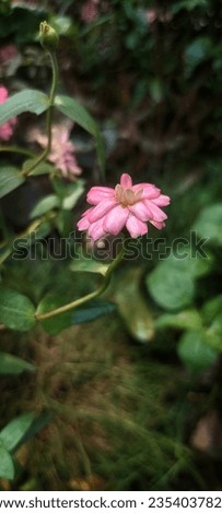 Zinnia elegans known as youth-and-age common or elegant zinnia, is an annual flowering plant in the family Asteraceae. 