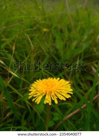 Dandelion picture taken in the morning. dandelion flowers symbolize optimism, happiness, growth, fertility, health, peace and friendship.