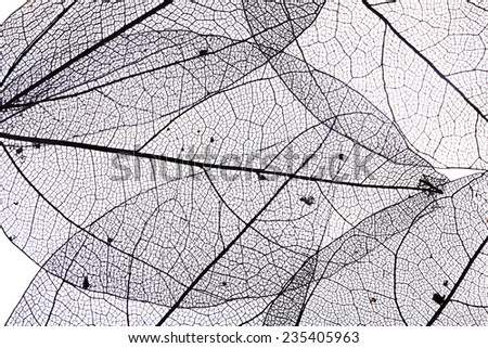 Decorative skeleton leaves background