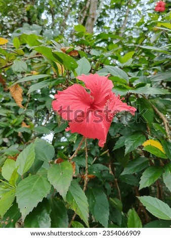 Hibiscus flower stock photo high quality