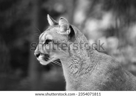The puma, also called mountain lion, cougar, cougar or cougar, is a carnivorous mammal that belongs to the Felidae family. It is a solitary animal that lives in America.