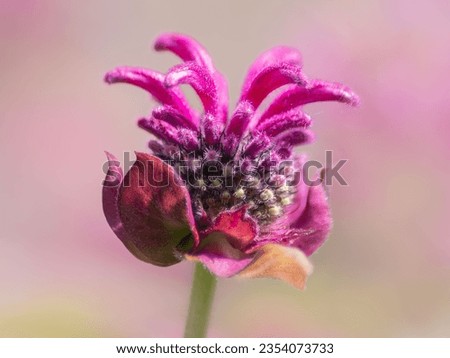 Close up of Monarda flower also known as Bee Balm or Bergamot. Plant is known for its attractiveness to bees. It Contains carvacrol which gives it a spicy flavor and can be added to food. Royalty-Free Stock Photo #2354073733