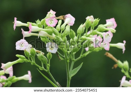 Common tobacco, Nicotiana tabacum. Inflorescence of tobacco flowers. Royalty-Free Stock Photo #2354075451