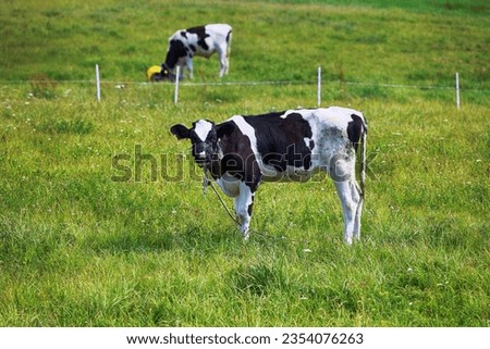 Beautiful landscape with a view of the pasture and grazing cows.