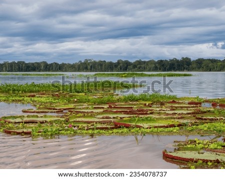 Victoria amazonica in Pacaya Samiria National Reserve. It is a species of flowering plant, the largest of the Nymphaeaceae family of water lilies. Amazonia. Amazon Rainforest, Peru, South America