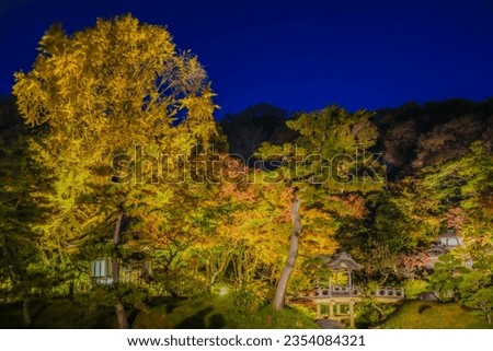 Autumn night in the Japanese garden