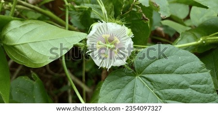 Passiflora foetida (white fruit passion flower)