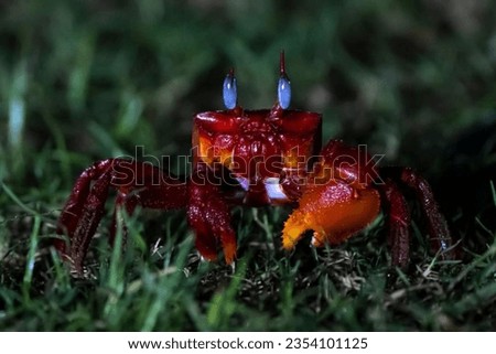 This is a picture of a red crab.
