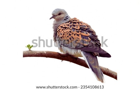 Turtle dove: Small bird, sometimes consumed in certain regions. Royalty-Free Stock Photo #2354108613