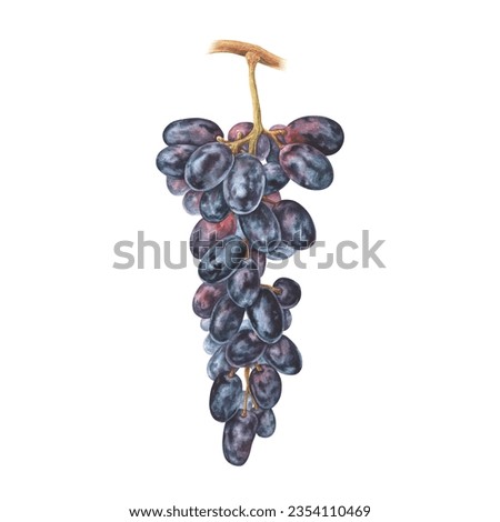 Grapes are a bunch of black berries. Watercolor botanical illustration of vine Fruit. Hand drawn clip art isolated on white background for juice and wine packaging. Drawing of purple Berry food