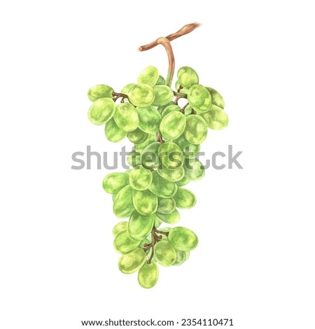 Grapes are a bunch of green berries. Watercolor botanical illustration of Vine Fruit branch. Sketch vitis isolated on white background. Hand drawn clip art for wine packaging. Drawing of berry food