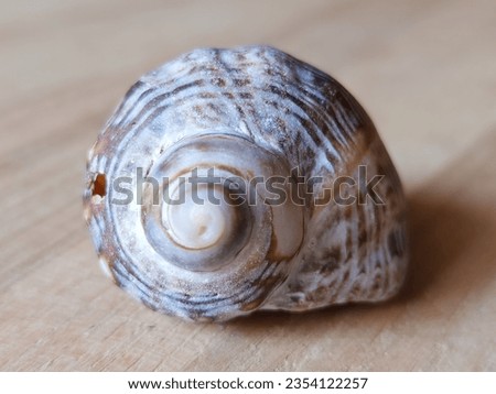 A single seashell rests in close-up on a rustic wooden background, an exquisite portrayal of nature's intricate details and timeless textures.