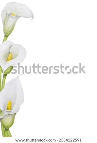 Watercolor frame of white calla lily. Hand drawn floral illustration for wedding invitations, floristic, beauty salon. Isolated tropical water arum for greeting