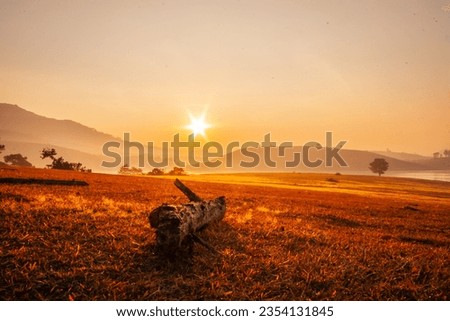 Da Lat scenery beautiful scenery in Da Lat with lonely pine trees and autumn with early bone burning grass and beautiful sunshine on yellow stream lake Royalty-Free Stock Photo #2354131845