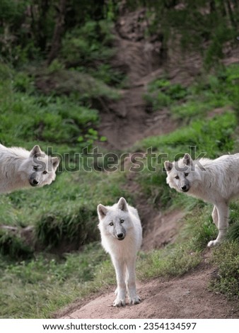 young small polar wolfs standing against the background of green grass