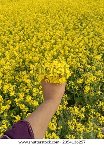 It is good to see the yellow flowers of the mustard field. Seeing the yellow flowers of the mustard field makes the mind feel better. So in today's picture gallery I have brought for you some pics...