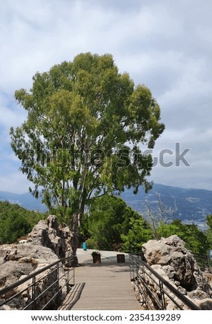 A lonely eucalyptus tree standing on a rocky hill overlooking the mountains.