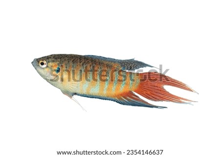 Macropodus opercularis large male isolated over white background (paradise fish)