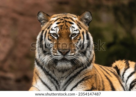 Closeup of a siberian tiger Royalty-Free Stock Photo #2354147487